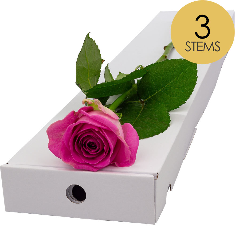 3 Letterbox Pink Roses