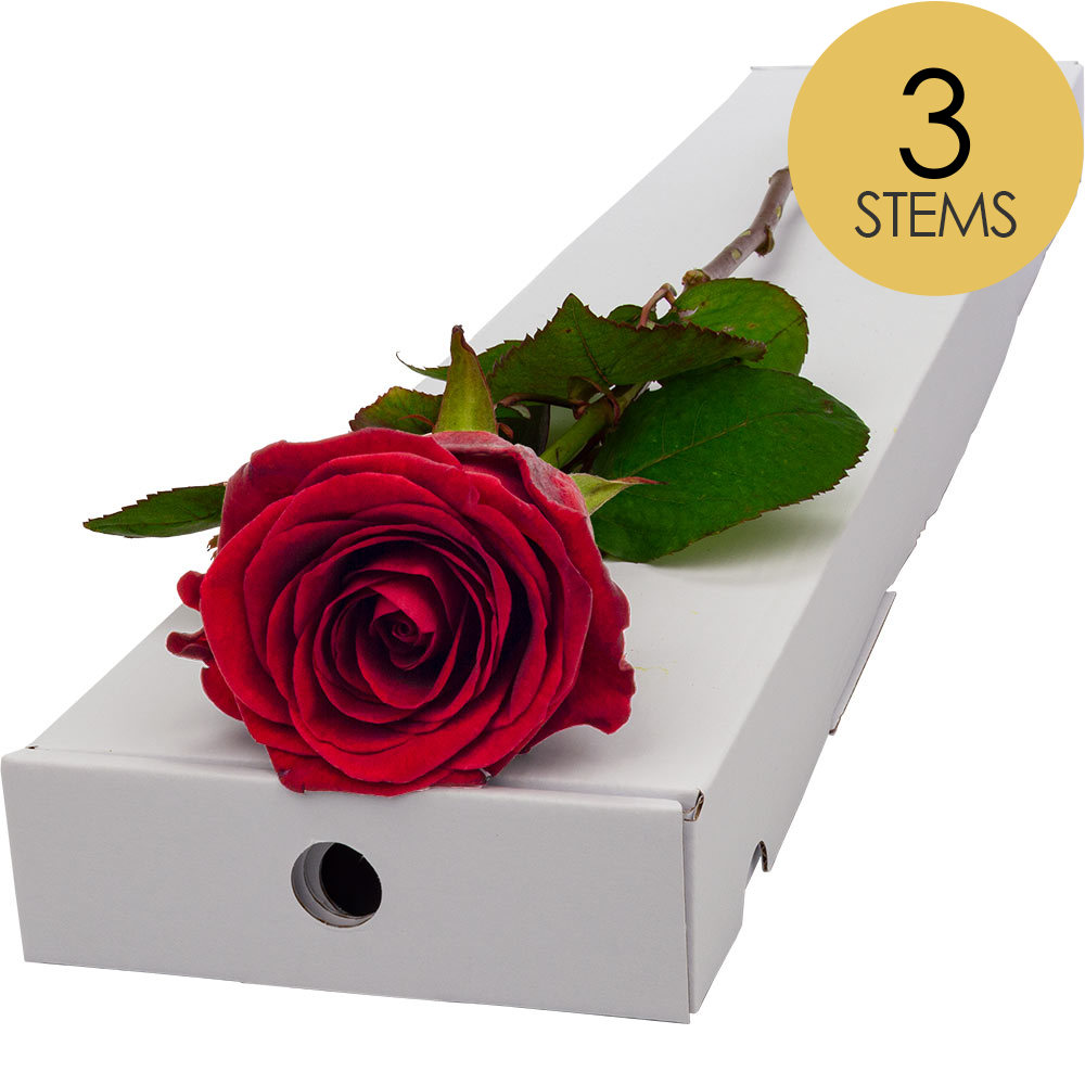 3 Letterbox Red Roses