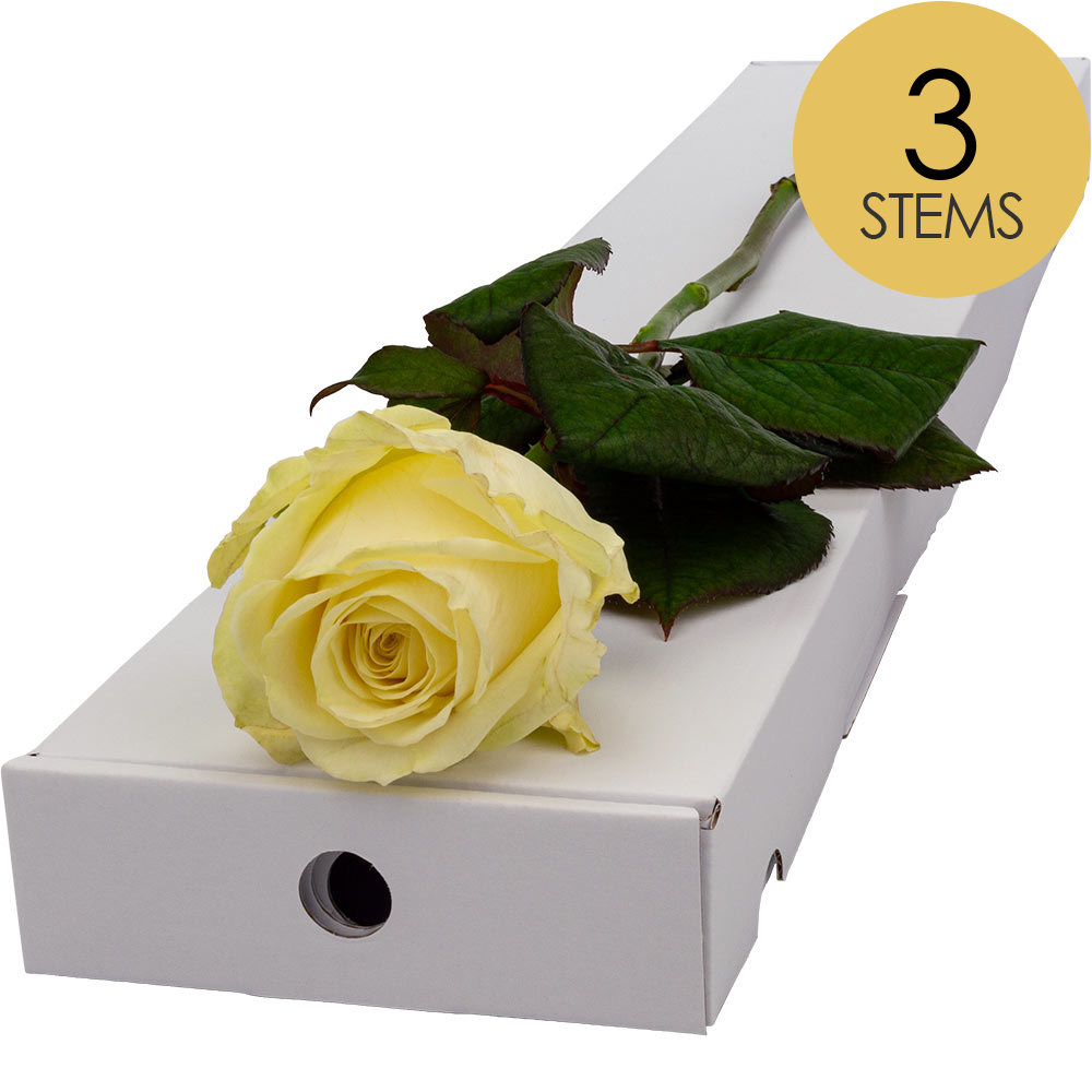 3 Letterbox White Roses