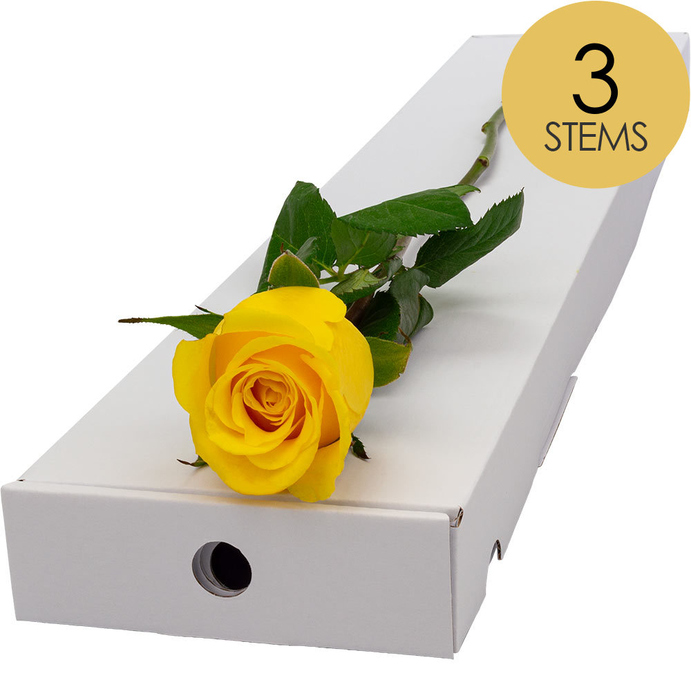 3 Letterbox Yellow Roses