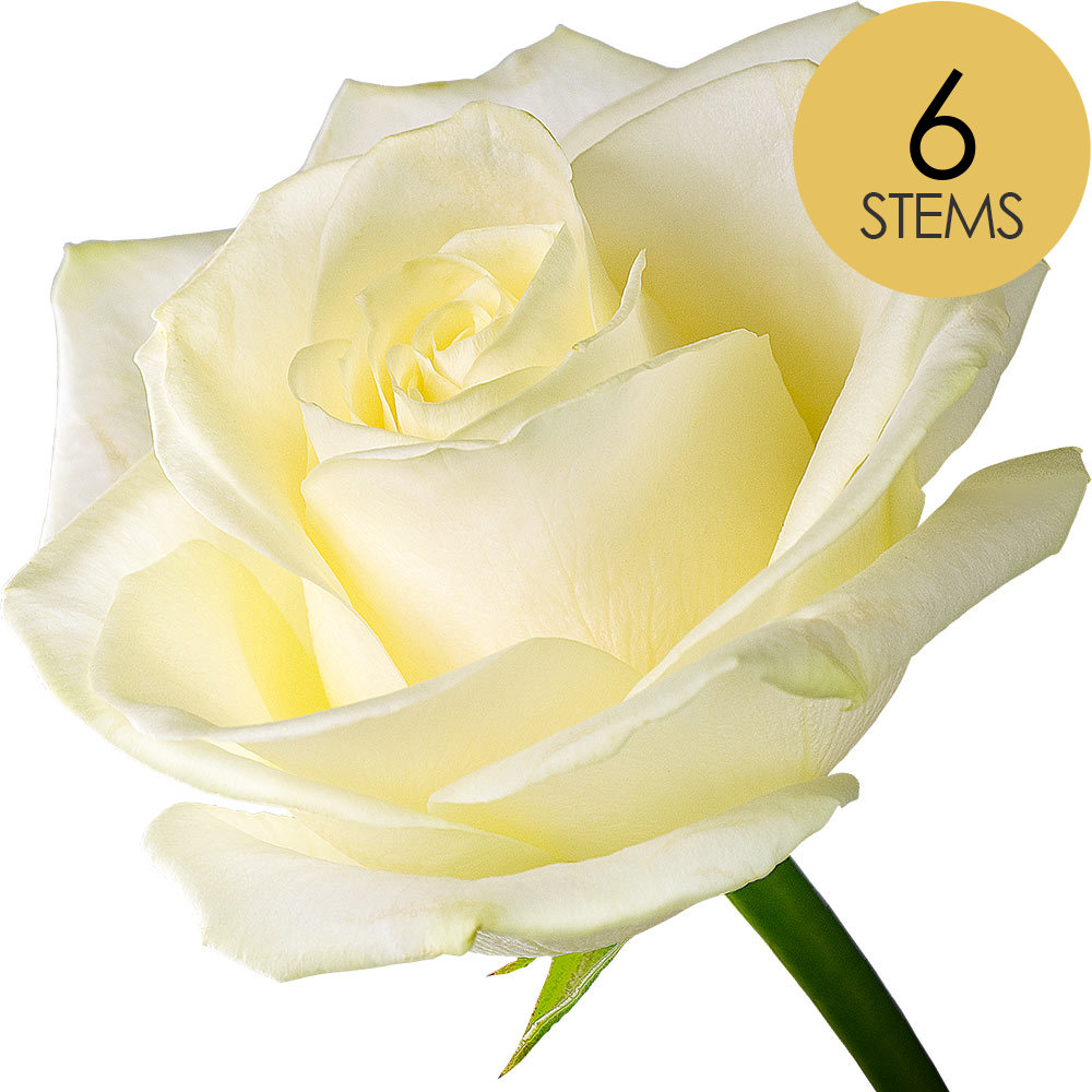 6 White Roses Design Buy 6 White Roses and get a free name-a-rose gift | interROSE