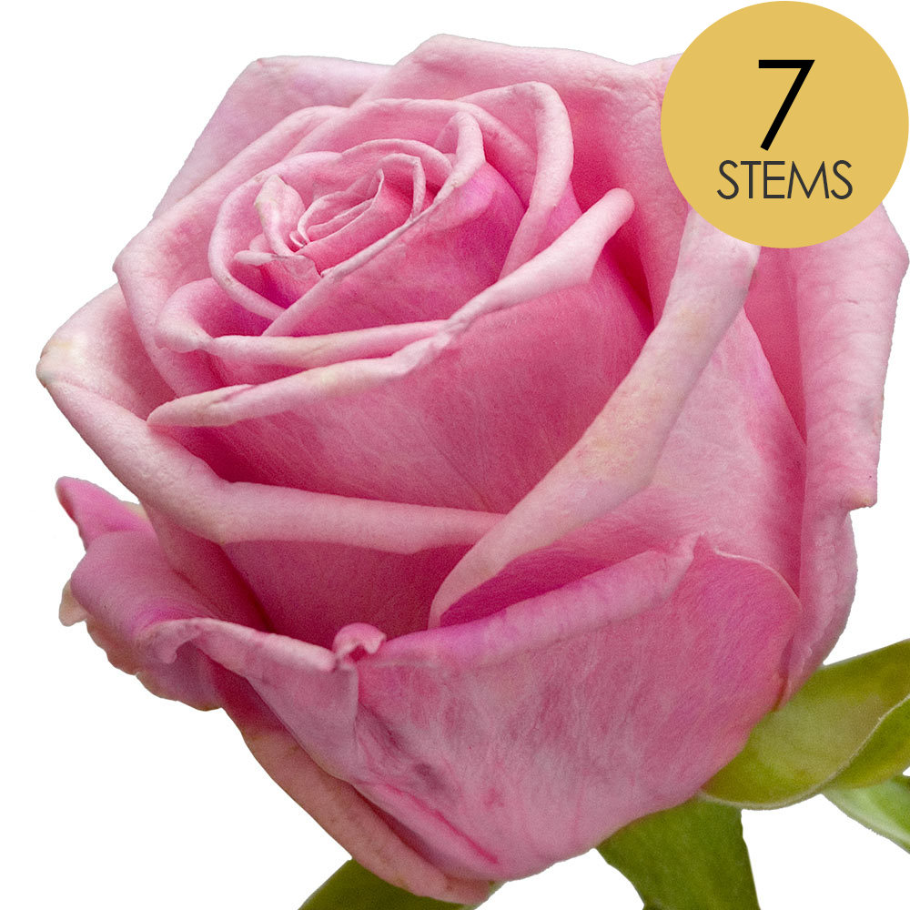 7 Pink Roses