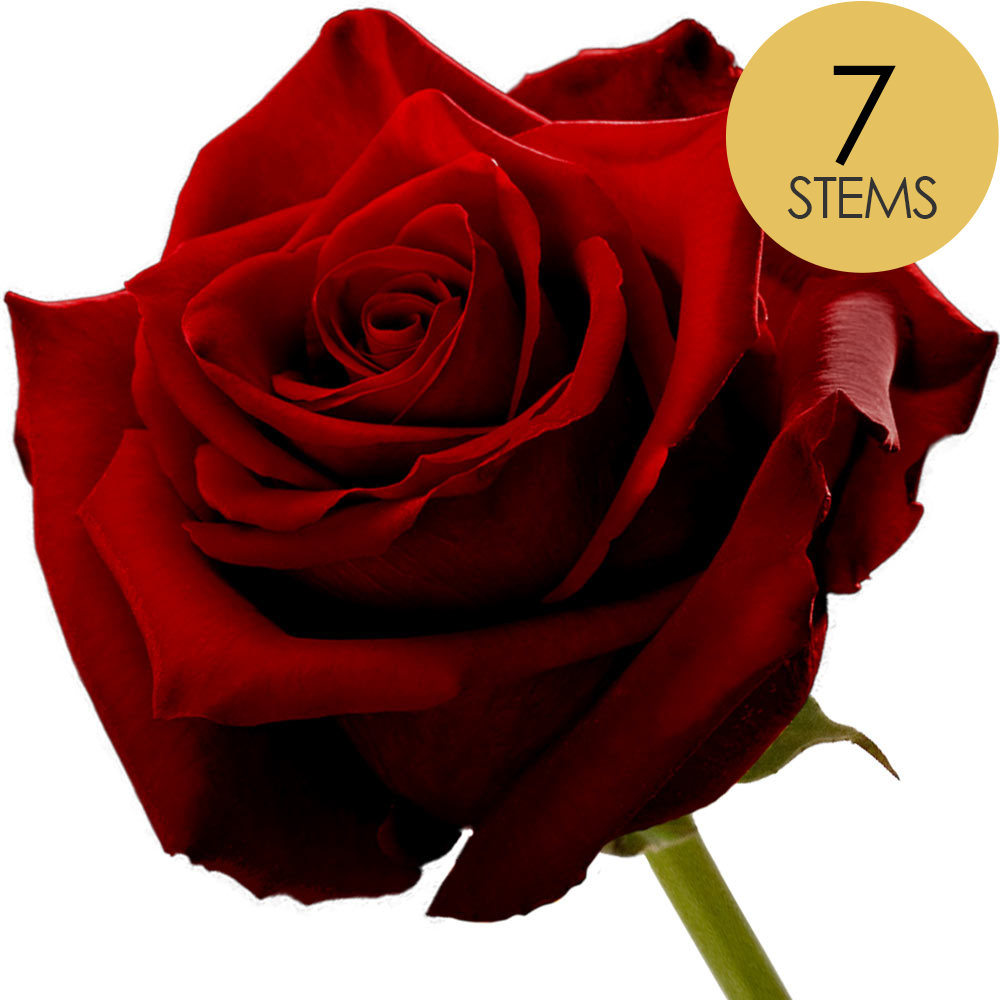 7 Red Roses