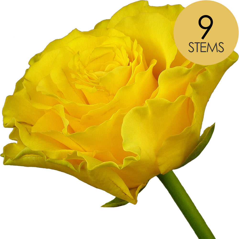 9 Yellow Roses