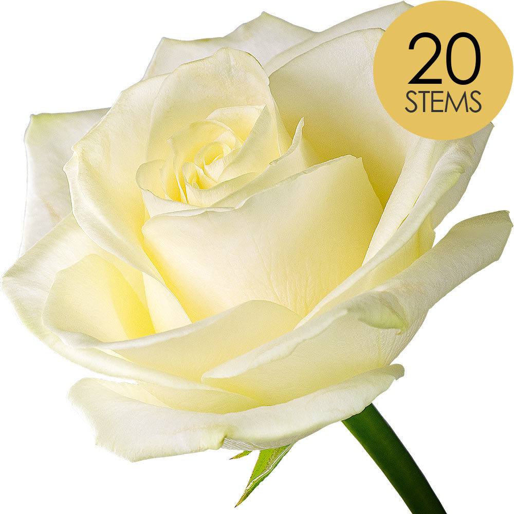 Order 20 White Roses Buy 20 White Roses and get a free name-a-rose gift | interROSE