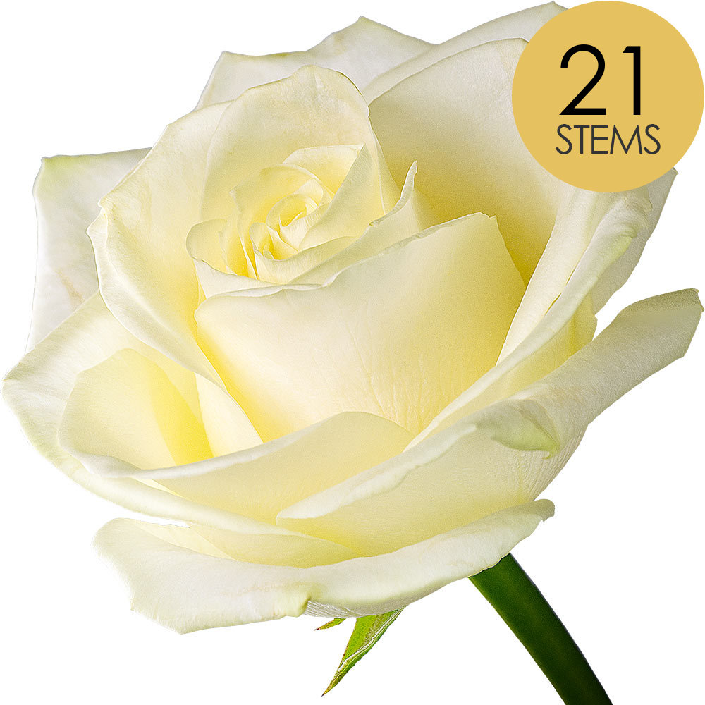 21 White Roses