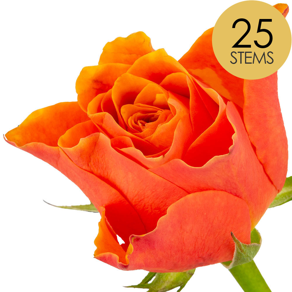 25 Orange Roses