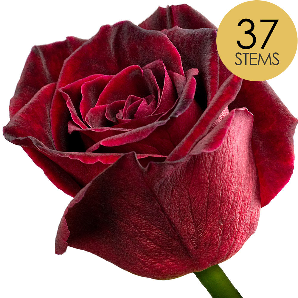 37 Black Baccara Roses