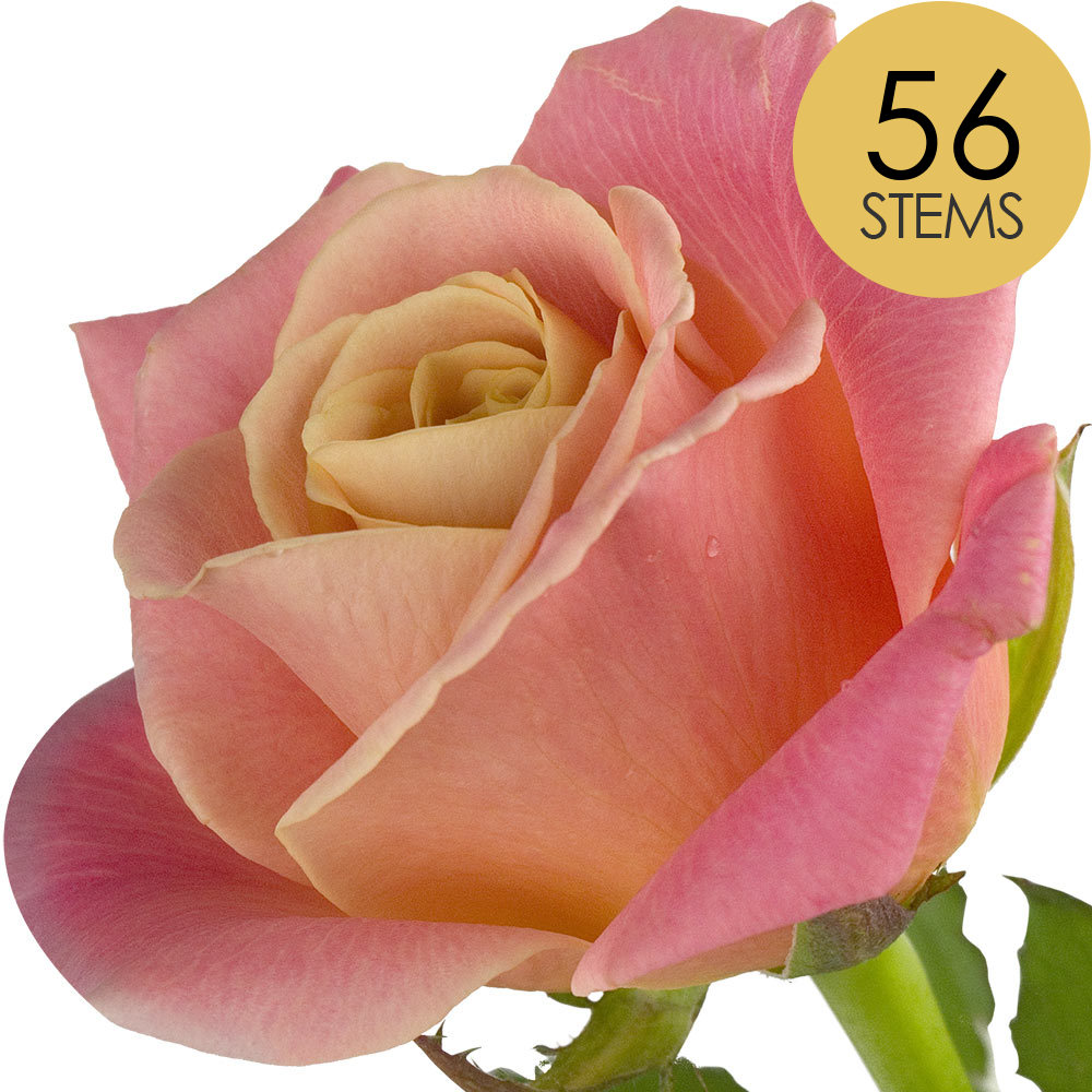 56 Peach Roses