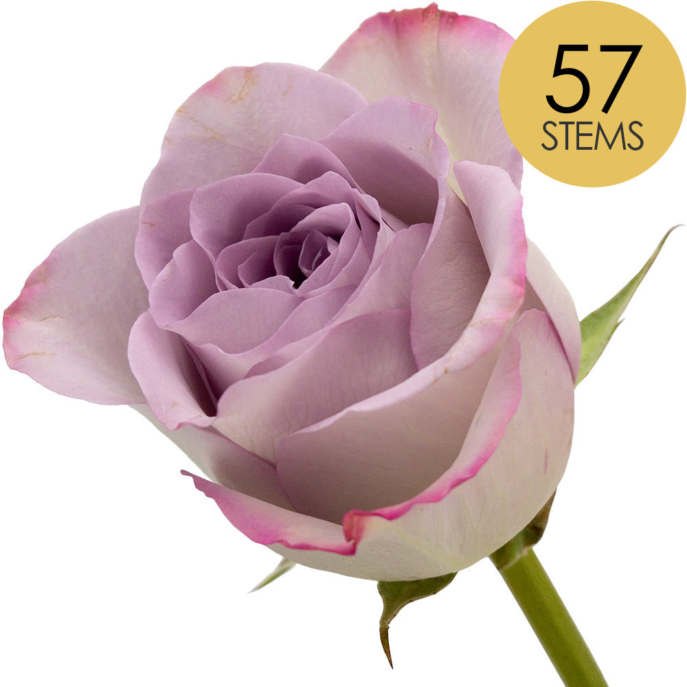 57 Lilac Roses