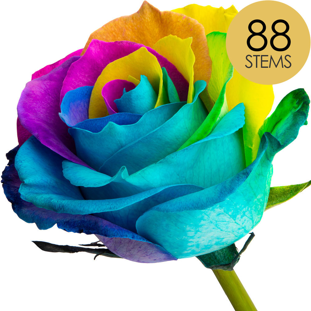 88 Happy Rainbow Roses
