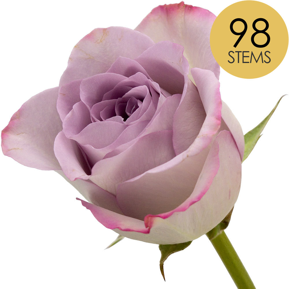 98 Lilac Roses