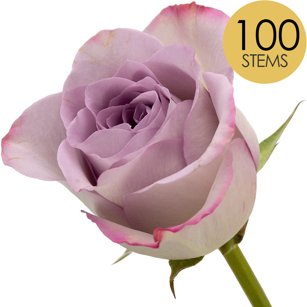 100 Lilac Roses