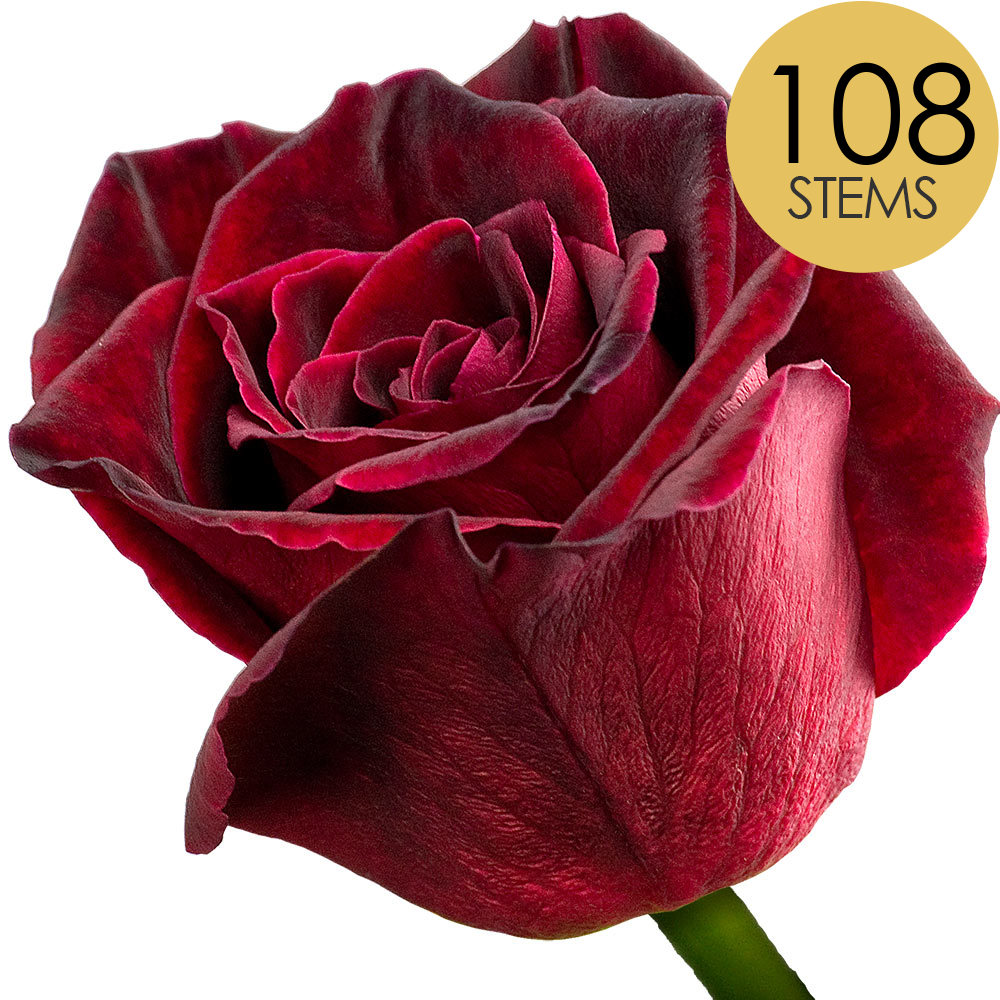 108 Black Baccara Roses