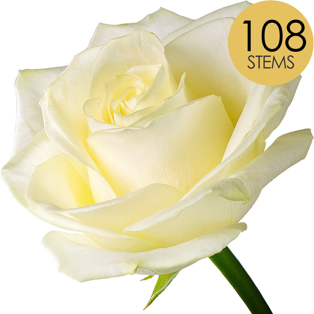 108 White (Avalanche) Roses