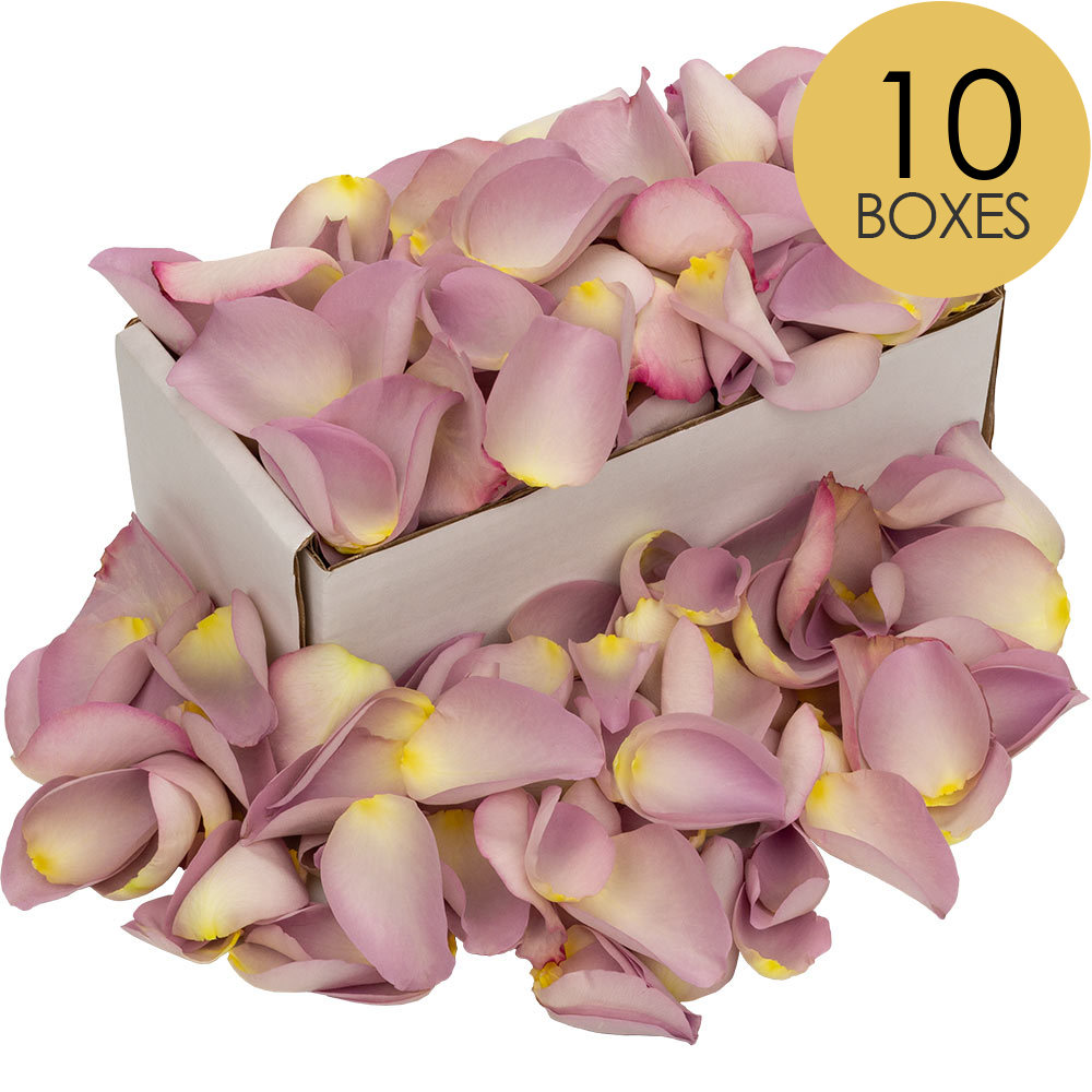 10 Boxes of Lilac Rose Petals