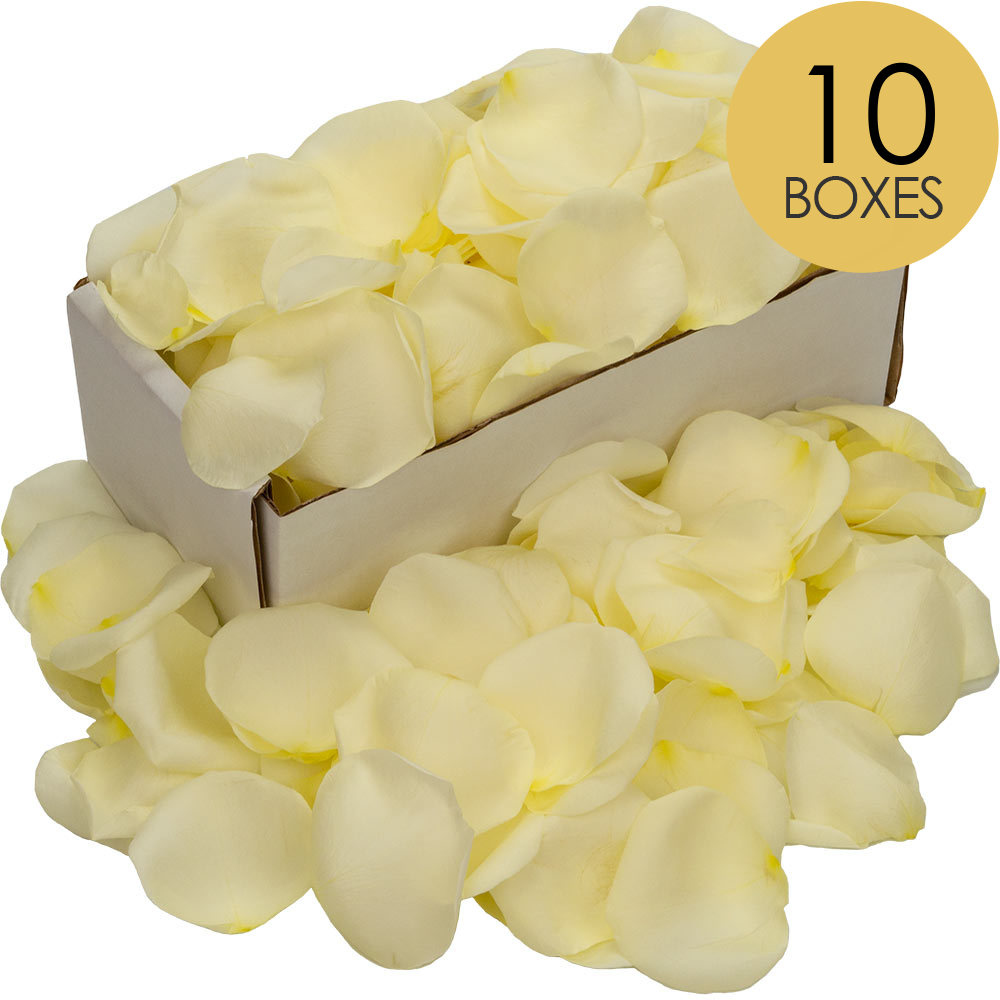 10 Boxes of White Rose Petals