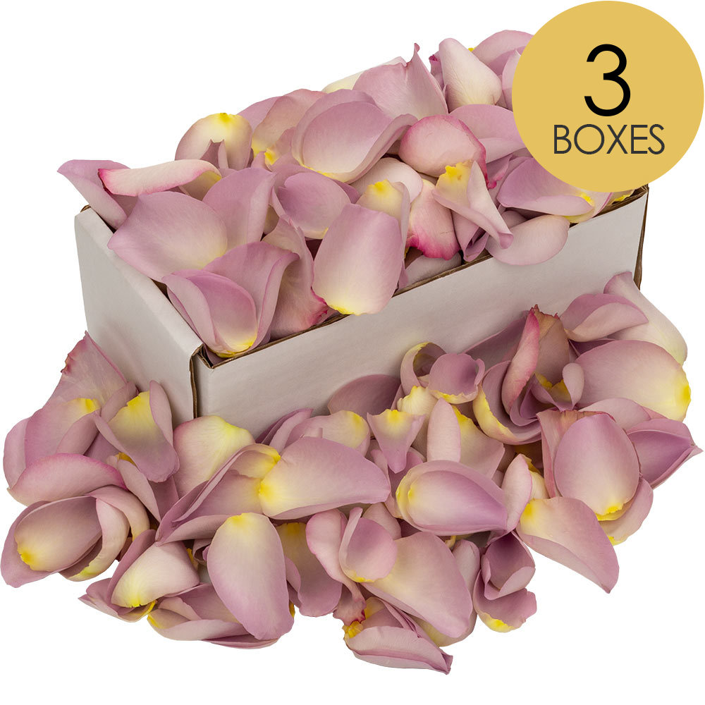 3 Boxes of Lilac Rose Petals