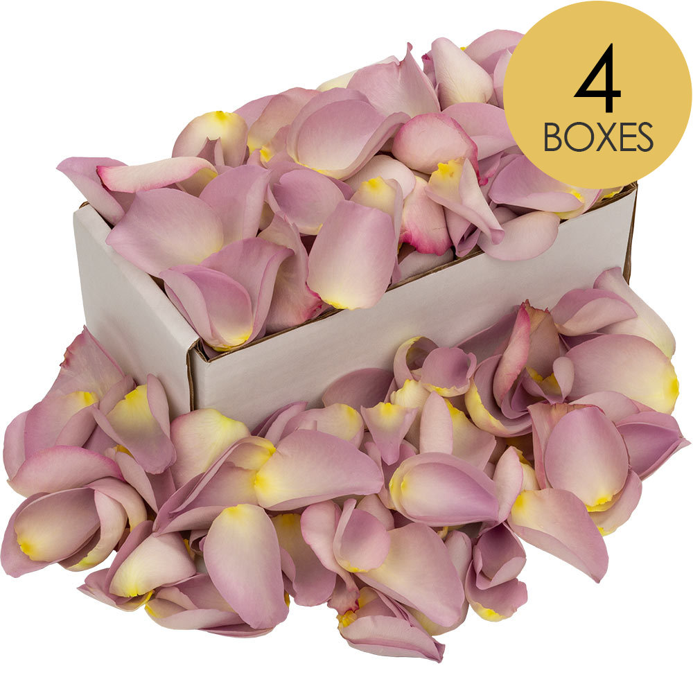 4 Boxes of Lilac Rose Petals