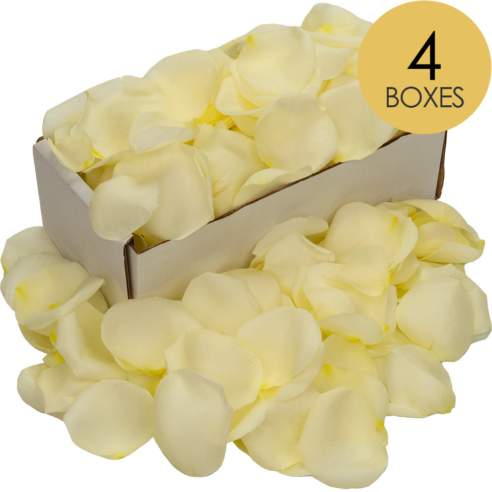 4 Boxes of White (Avalanche) Rose Petals