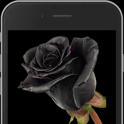 Black Roses Tinted From 99p Buy Send Black Roses Black Rose Delivery Uk And Worldwide Interrose