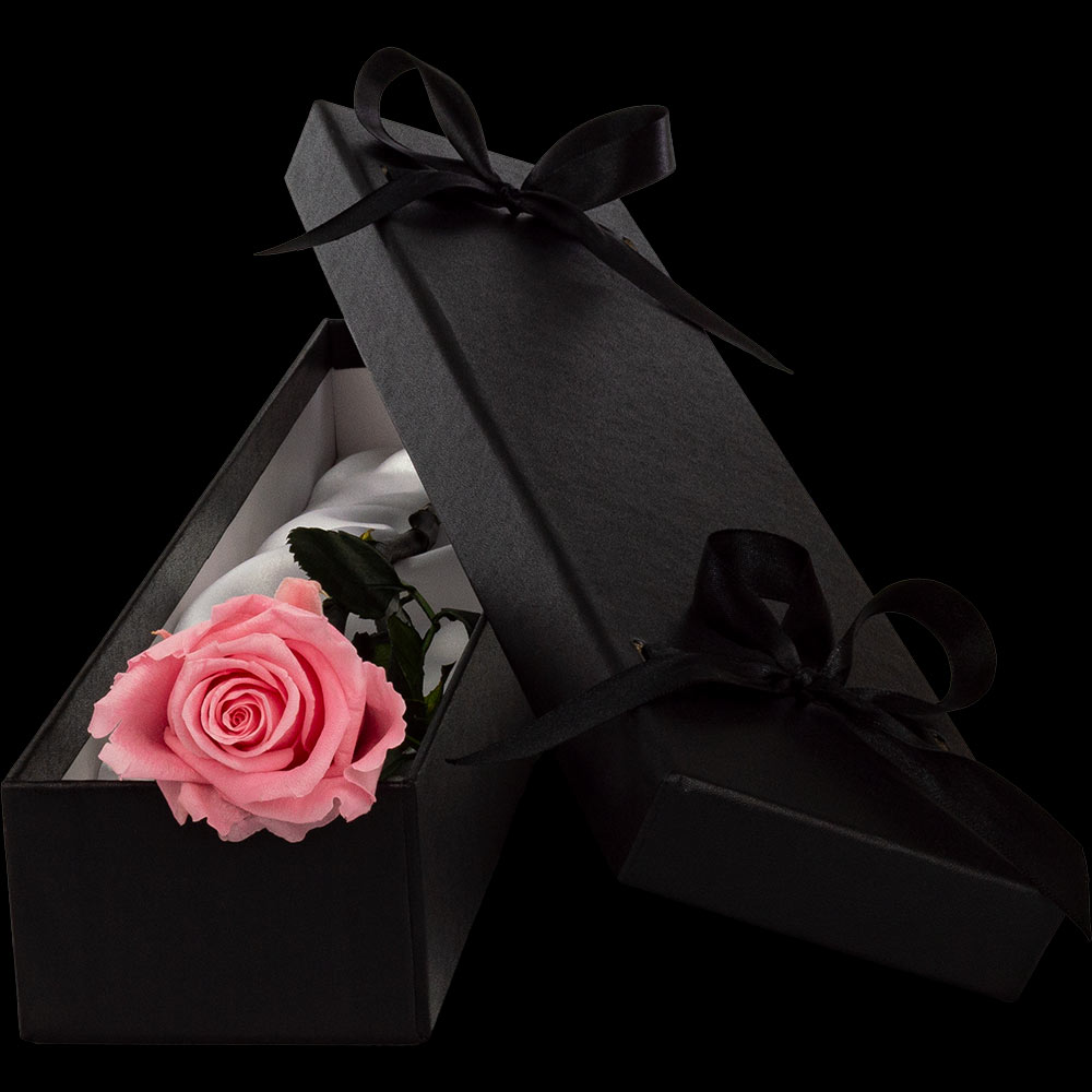 INFINITY Luxury Single PINK Rose