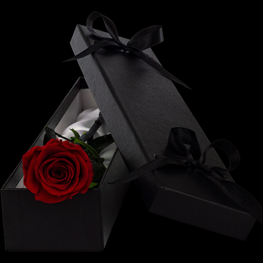 INFINITY Luxury Single RED Rose