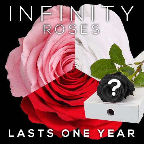 A single Infinity rose