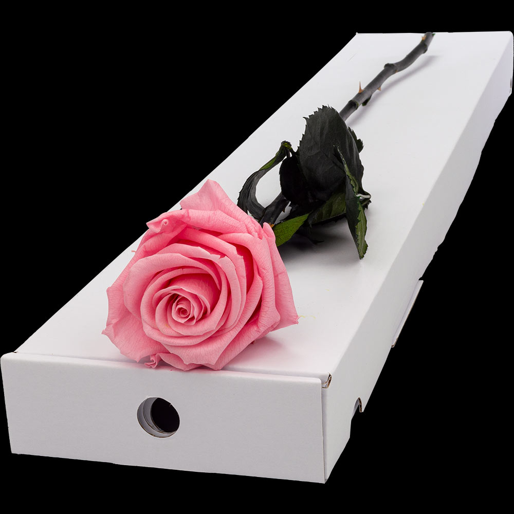 Infinity Letterbox Single PINK Rose