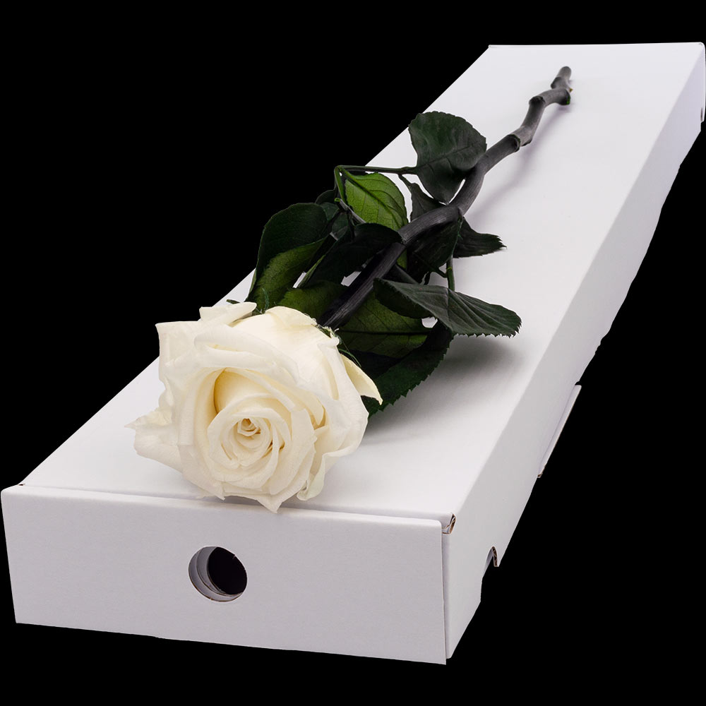 Infinity Letterbox Single WHITE Rose