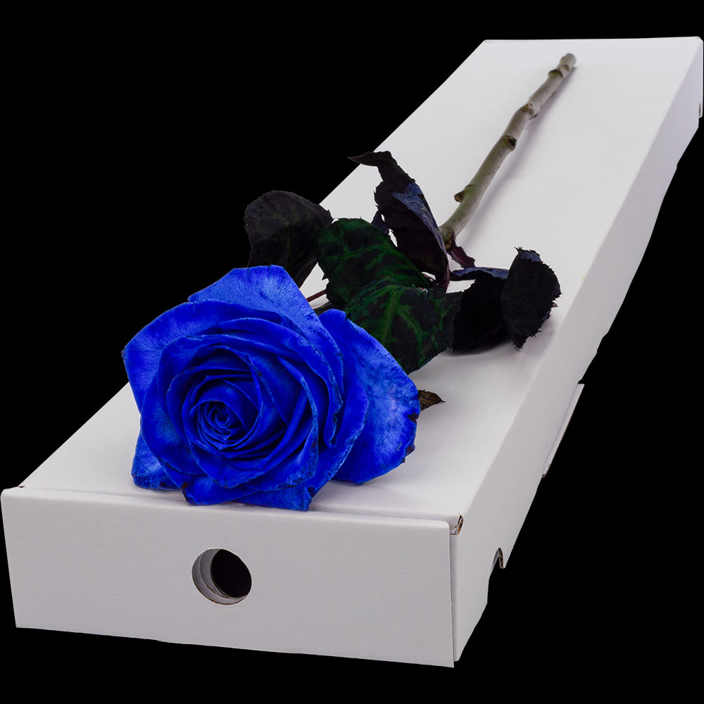 Buy Blue Roses Online With Free Weekday Delivery From Interrose