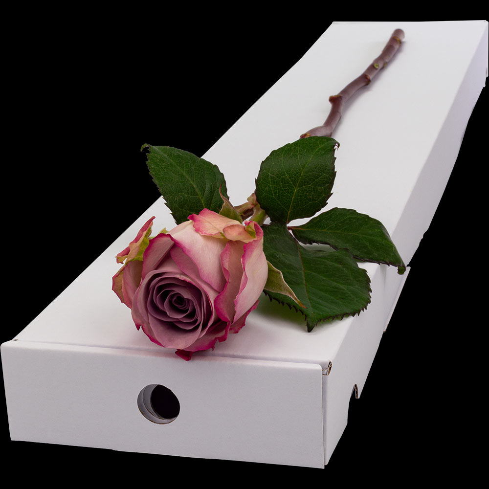 Letterbox Single Lilac Rose