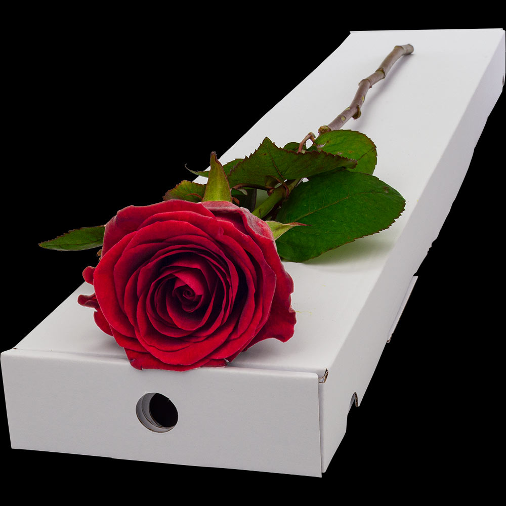  Single Letterbox Red (Naomi) Rose