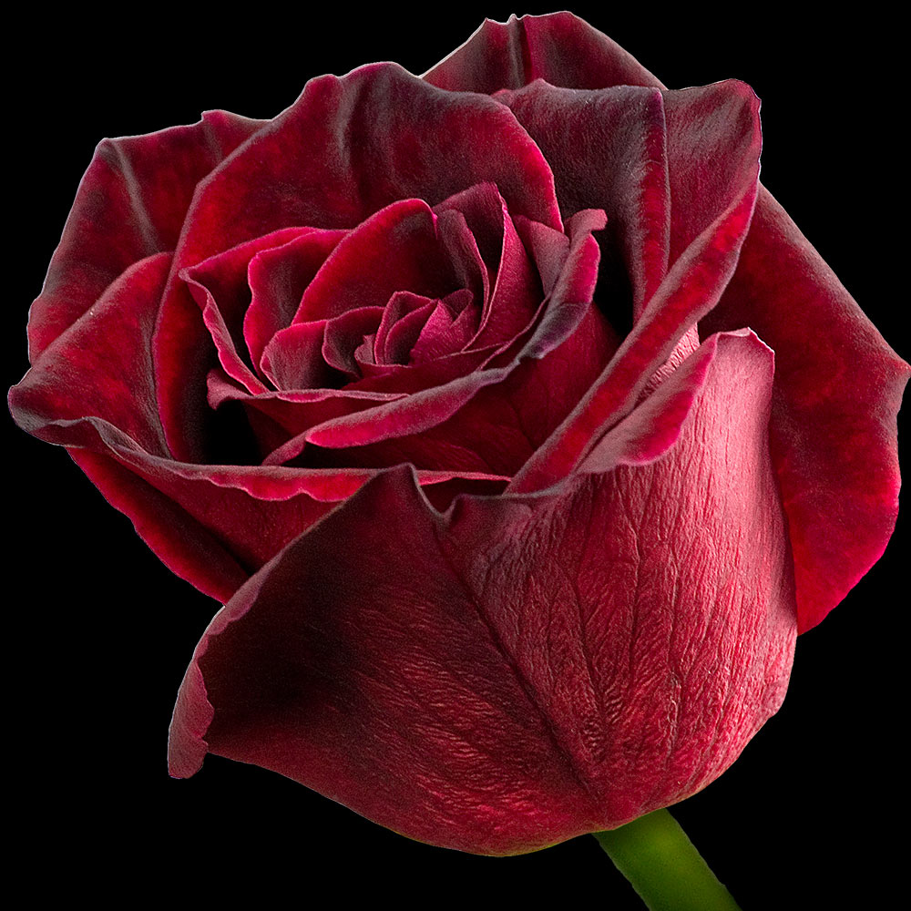 A single black baccara rose