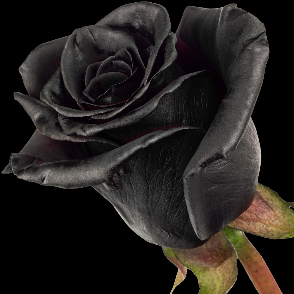 A single black rose