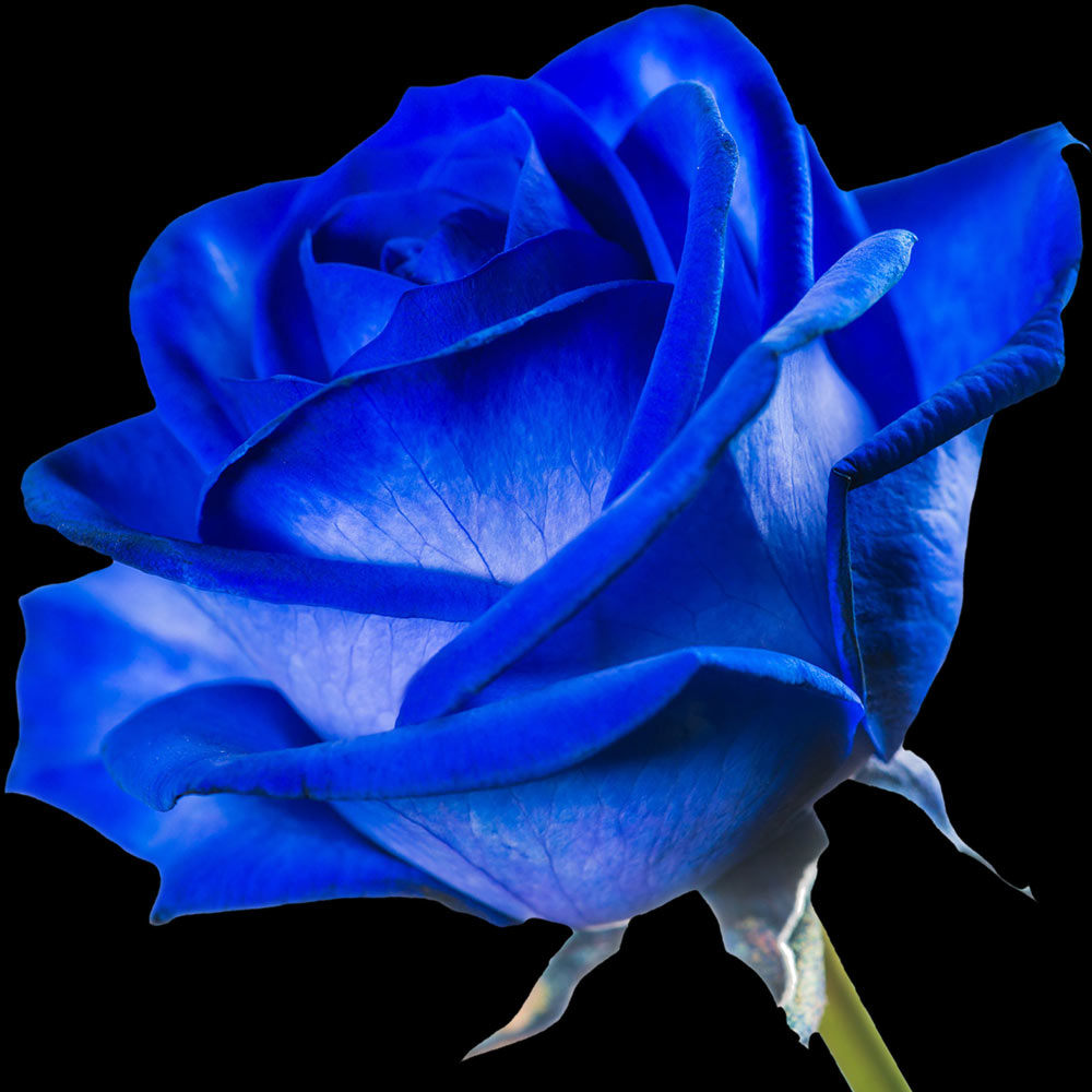 A single blue rose