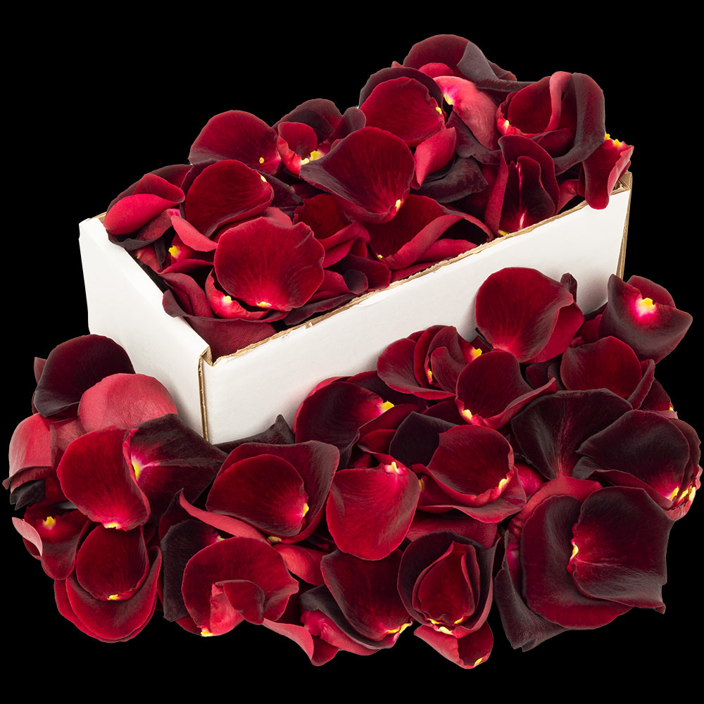 1 Box of Black Baccara Rose Petals