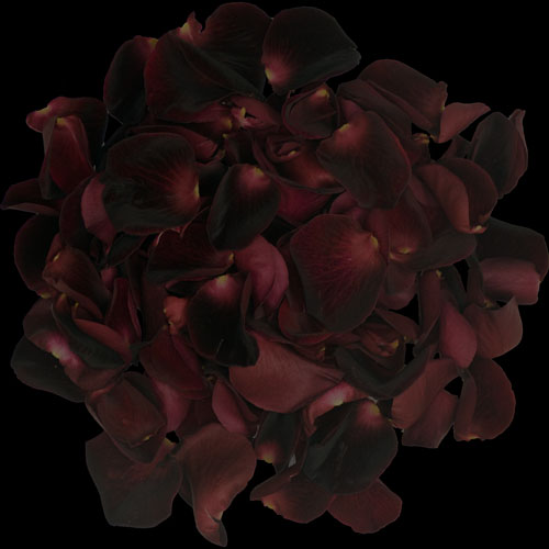 A box of black tinted rose petals