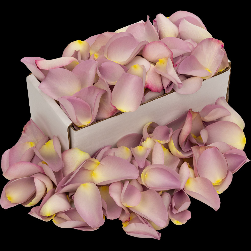 1 Box of Lilac Rose Petals