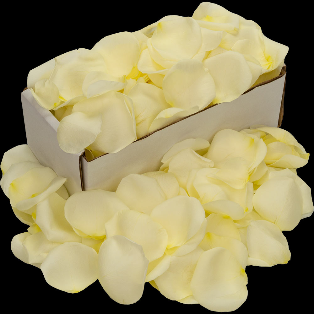 A box of white rose petals