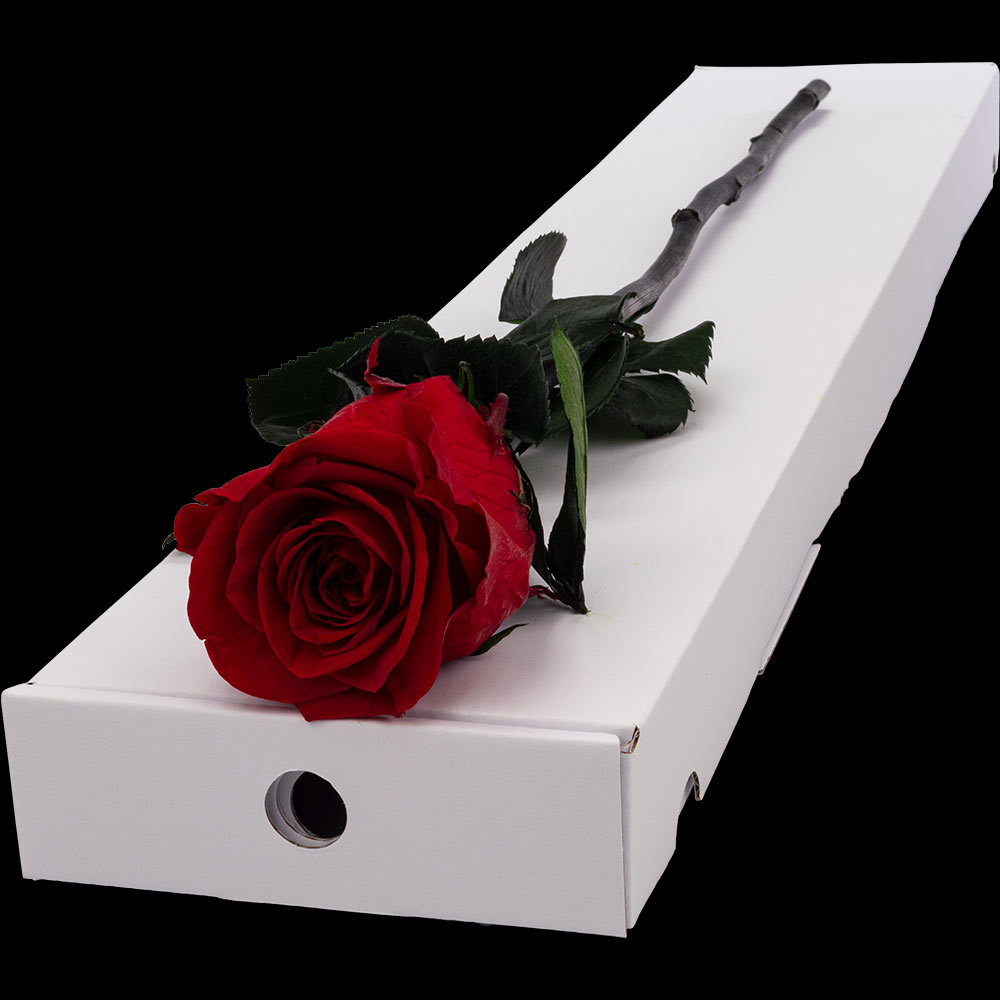 Infinity Letterbox Single Rose