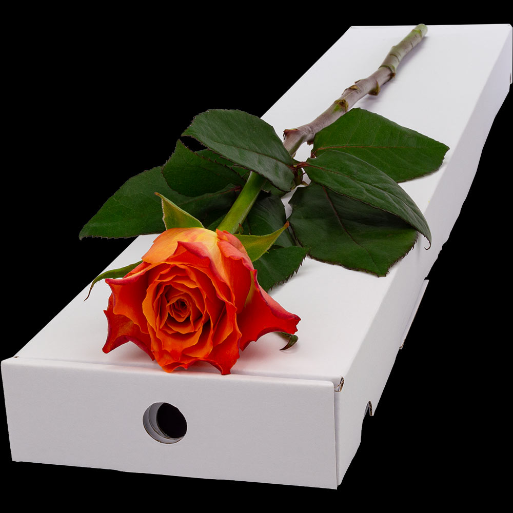  Single Letterbox Orange Rose