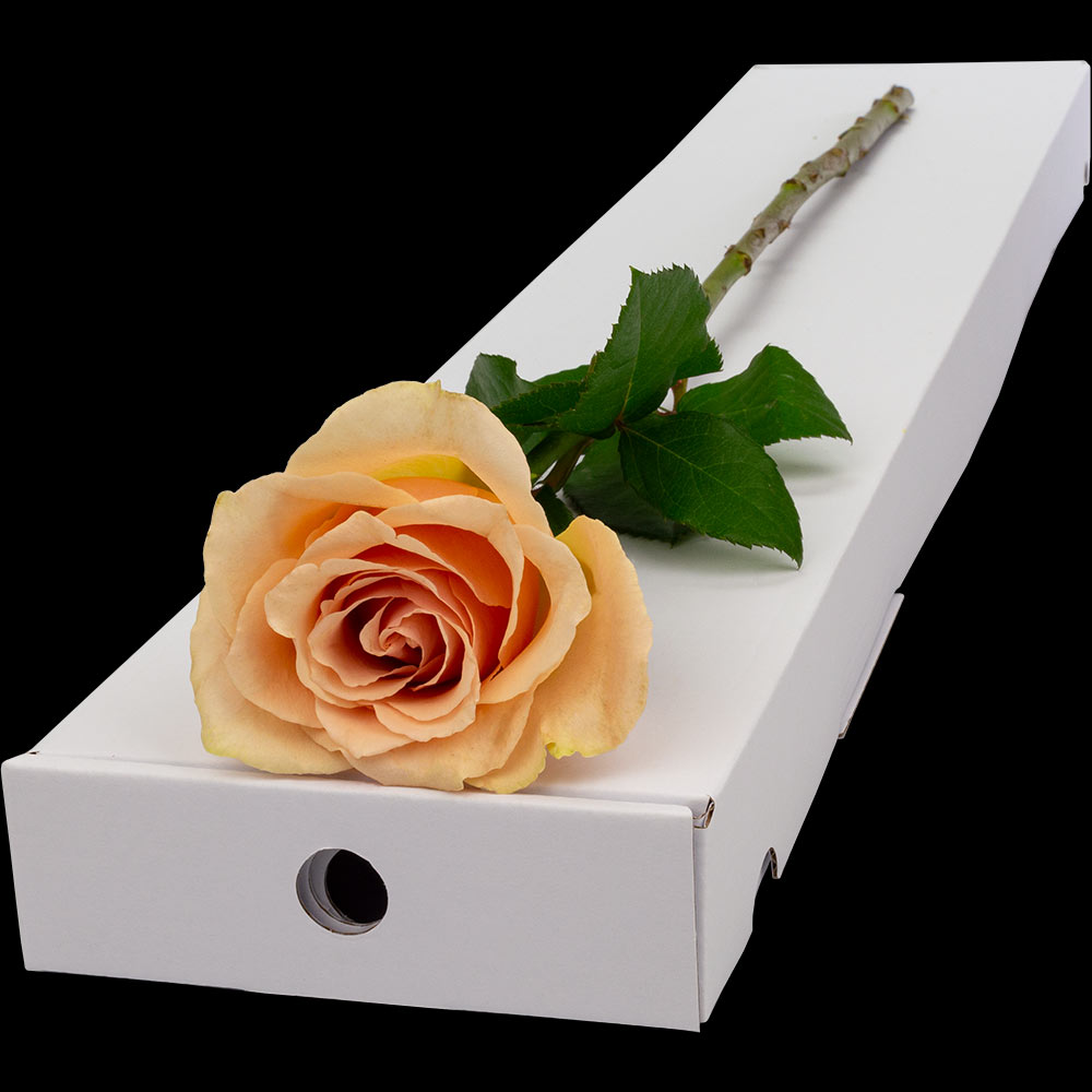  Single Letterbox Peach Rose