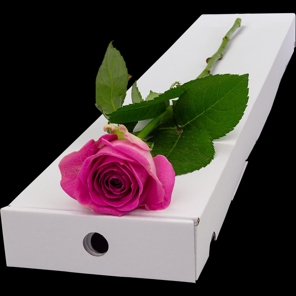  Single Letterbox Pink Rose