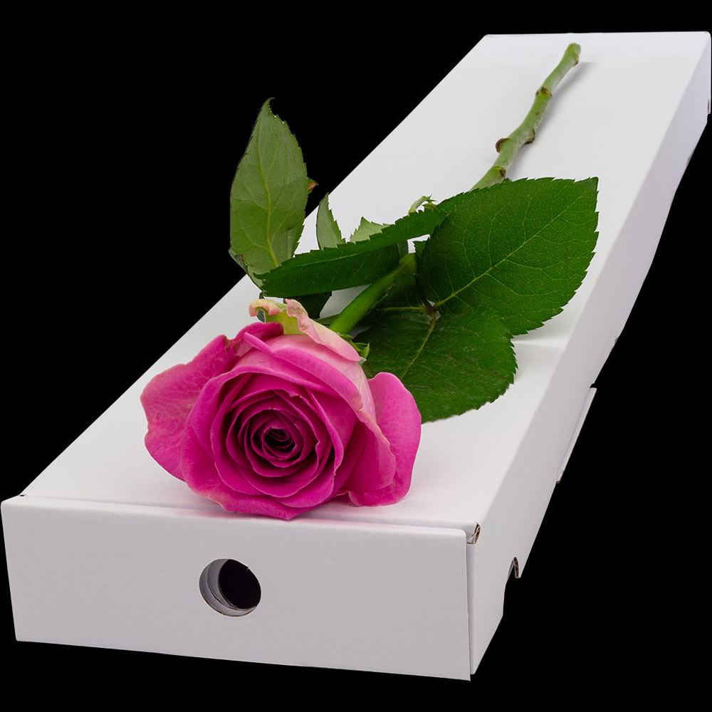 Buy A Single Pink Rose Online with Free Delivery