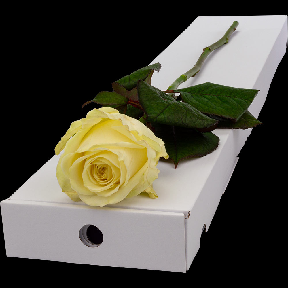 Buy A Single White Rose Online with Free Delivery