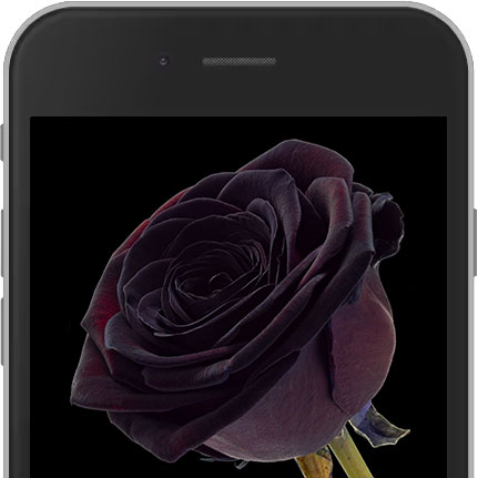 Image of Black E-Rose sent worldwide