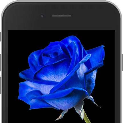 Image of Blue E-Rose sent worldwide