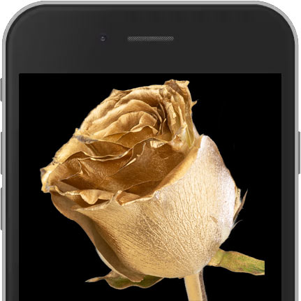 Gold E-Rose image