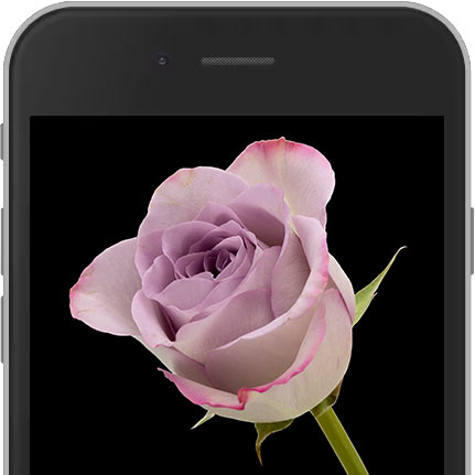 Lilac E-Rose